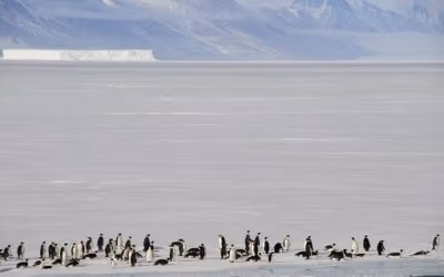 Ross Sea to become largest Marine Protected Park in the World