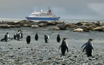 TRIP REPORT: SOUTH GEORGIA AND THE FALKLANDS – OCTOBER 2025